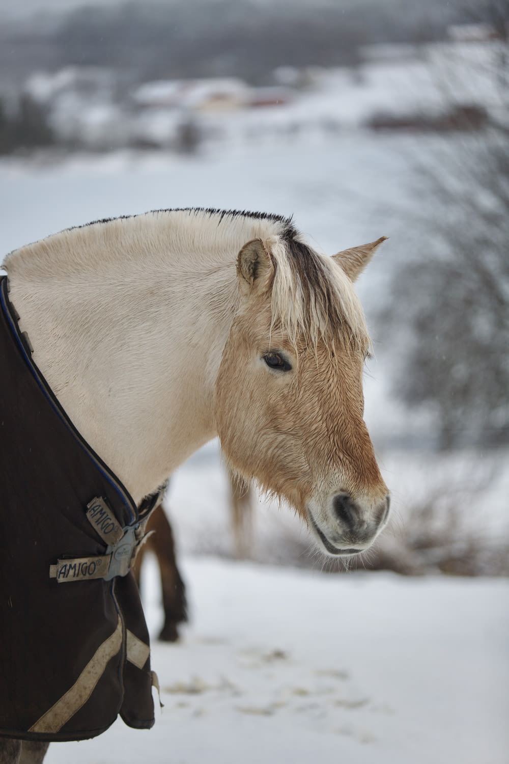 a brown and white horse standing in the snow