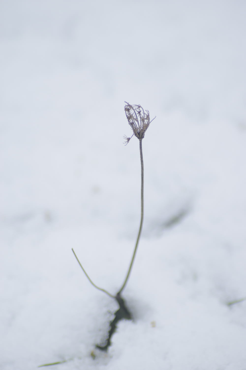a single flower that is in the snow