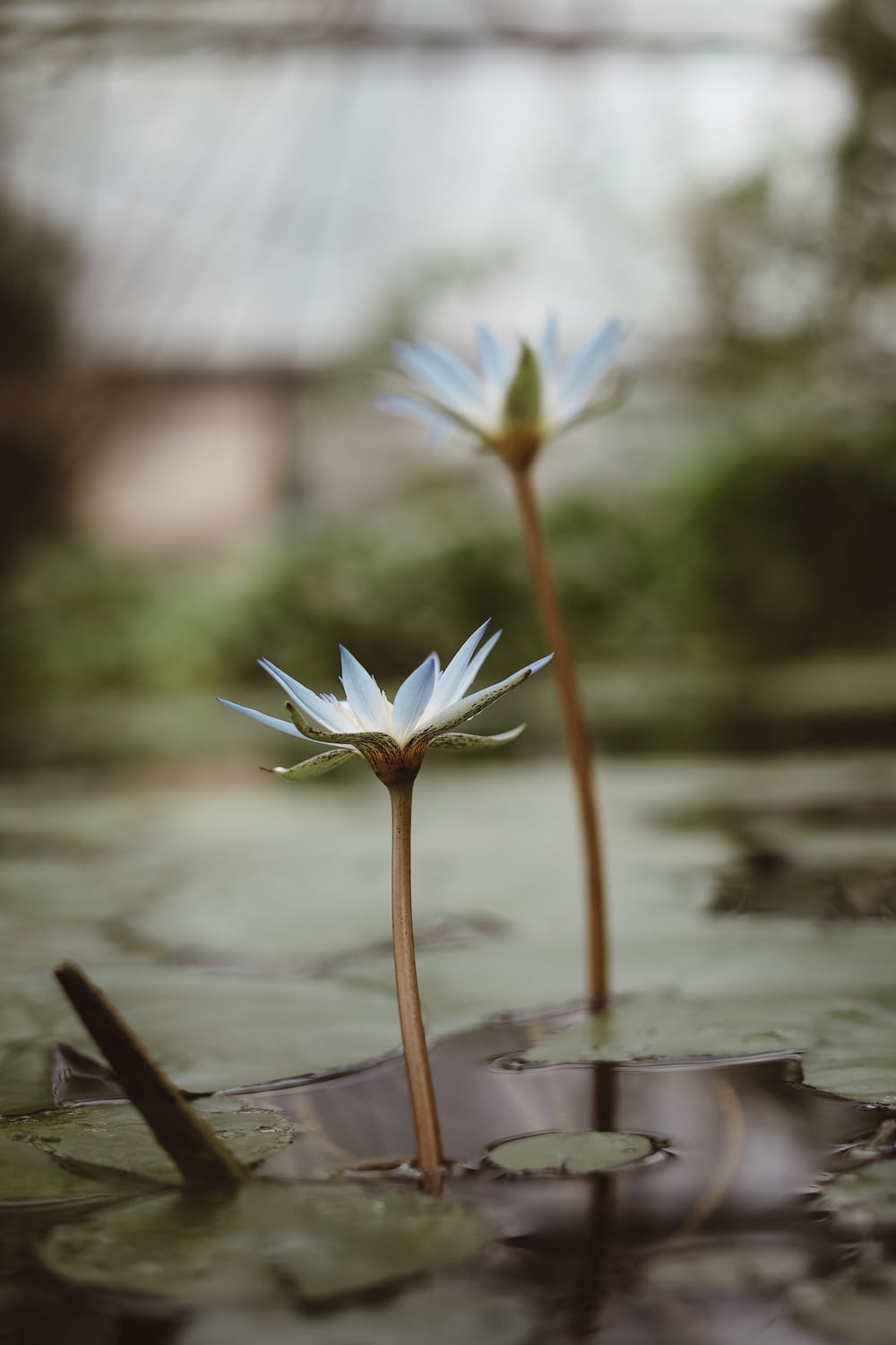 two water lilies in a pond with a house in the background