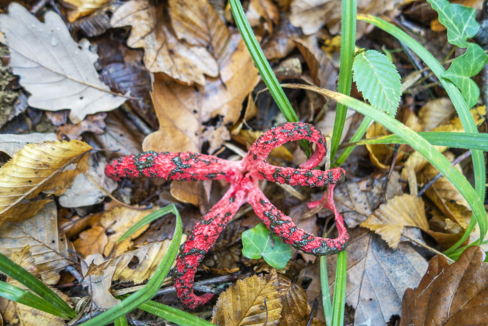 a red starfish laying on top of leaves on the ground