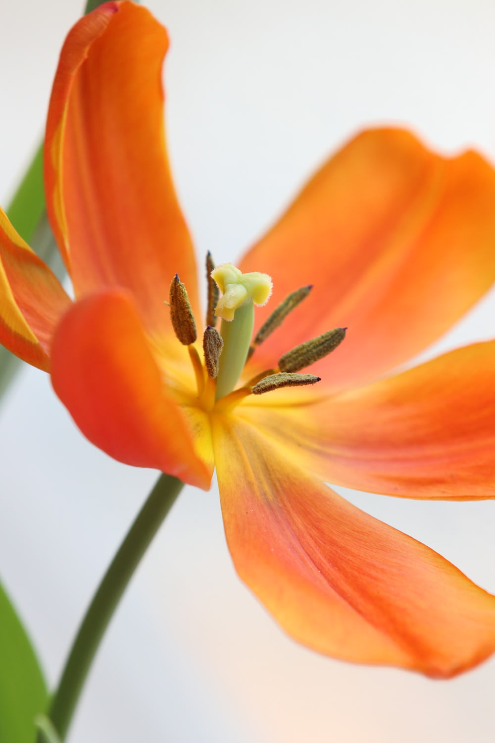 a close up of a single orange flower