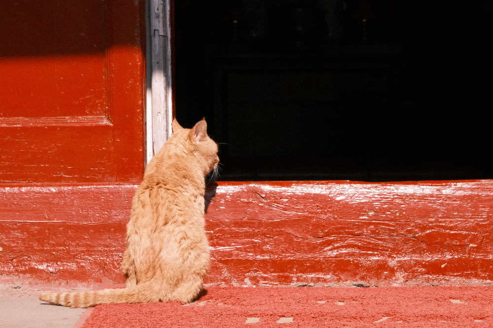 Un gato sentado en el suelo frente a una puerta roja
