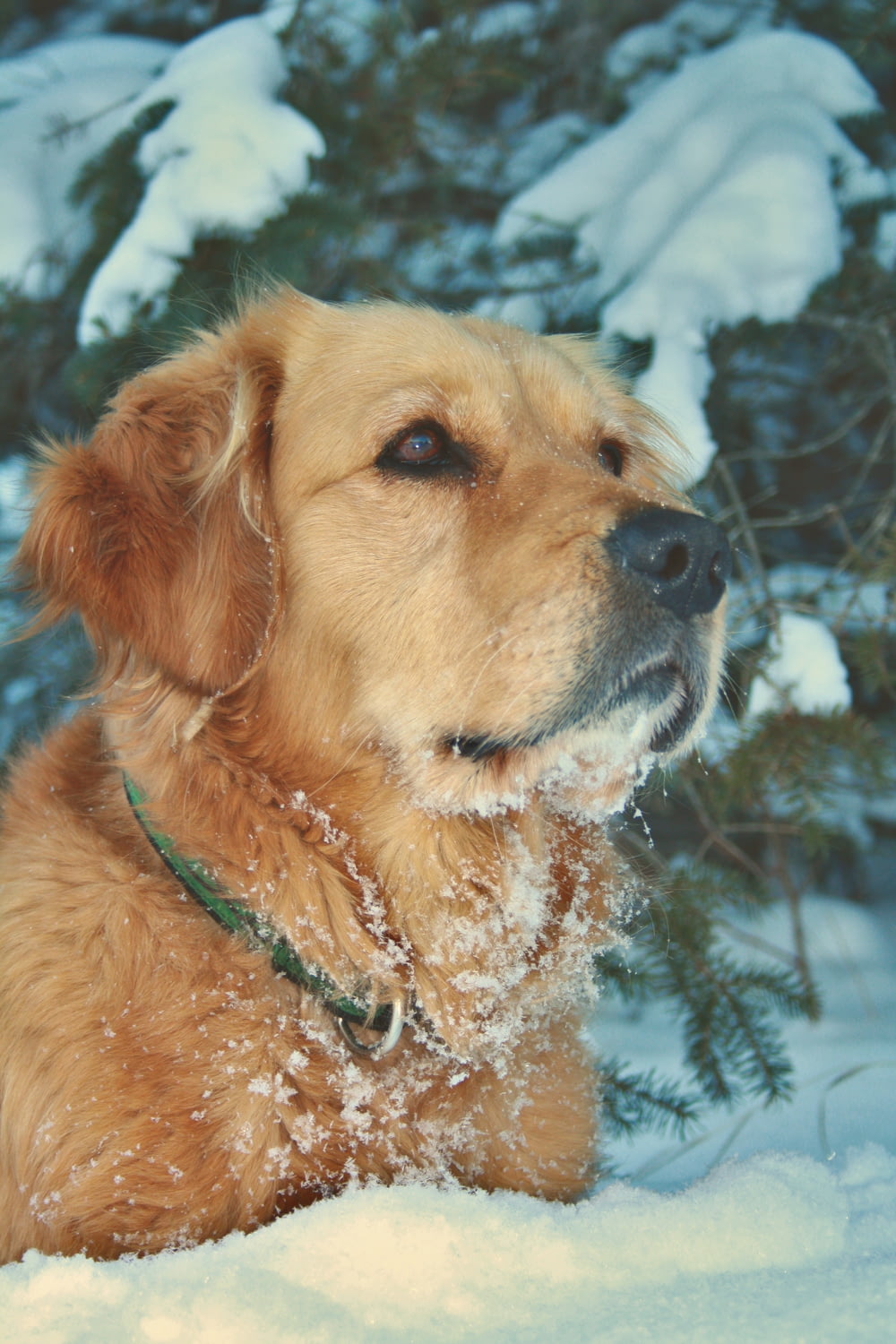 a brown dog laying in the snow next to a tree