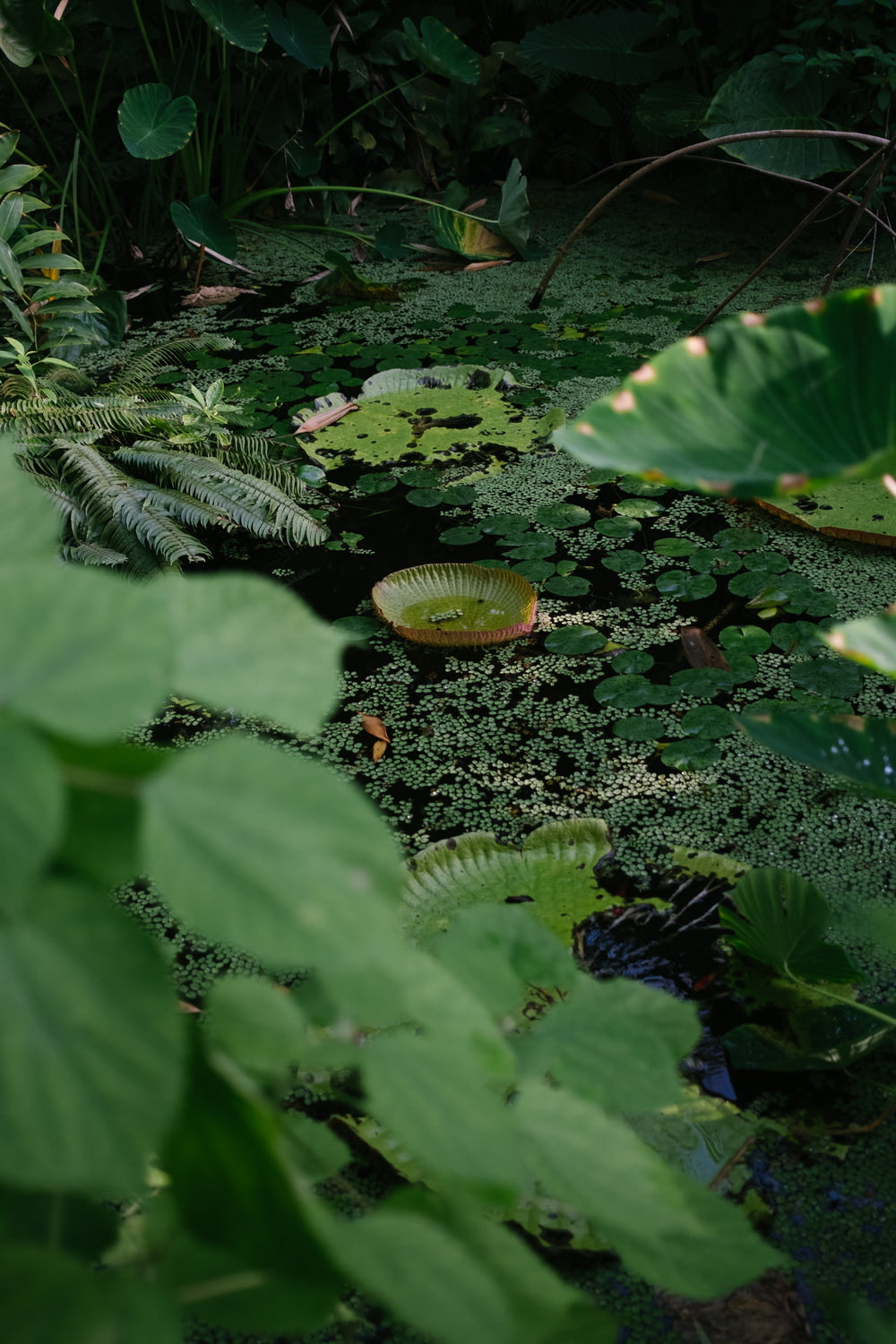 a pond filled with lots of green plants