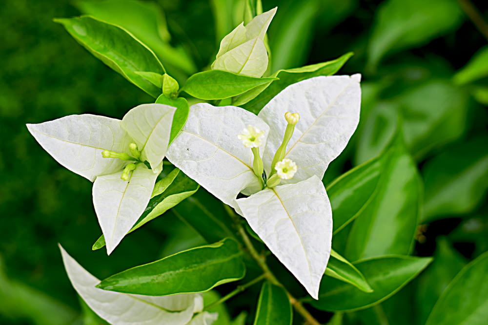 three white flowers with green leaves in the background