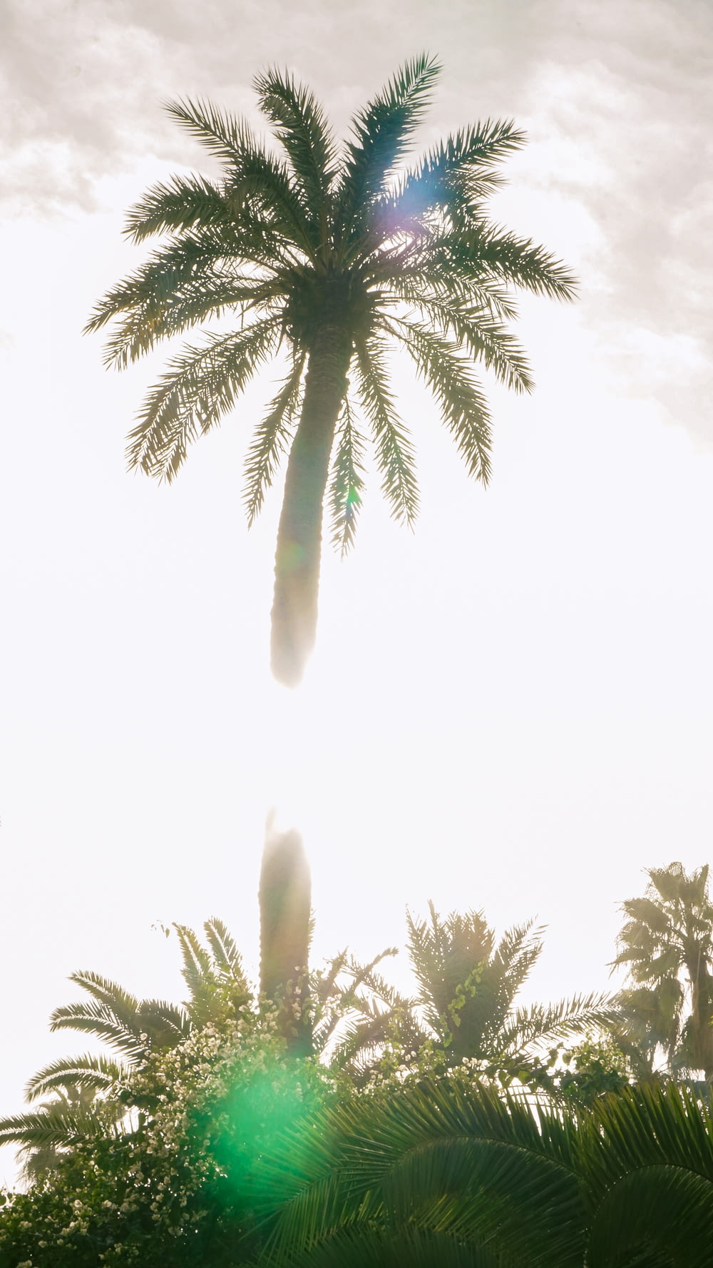 a palm tree with the sun shining behind it