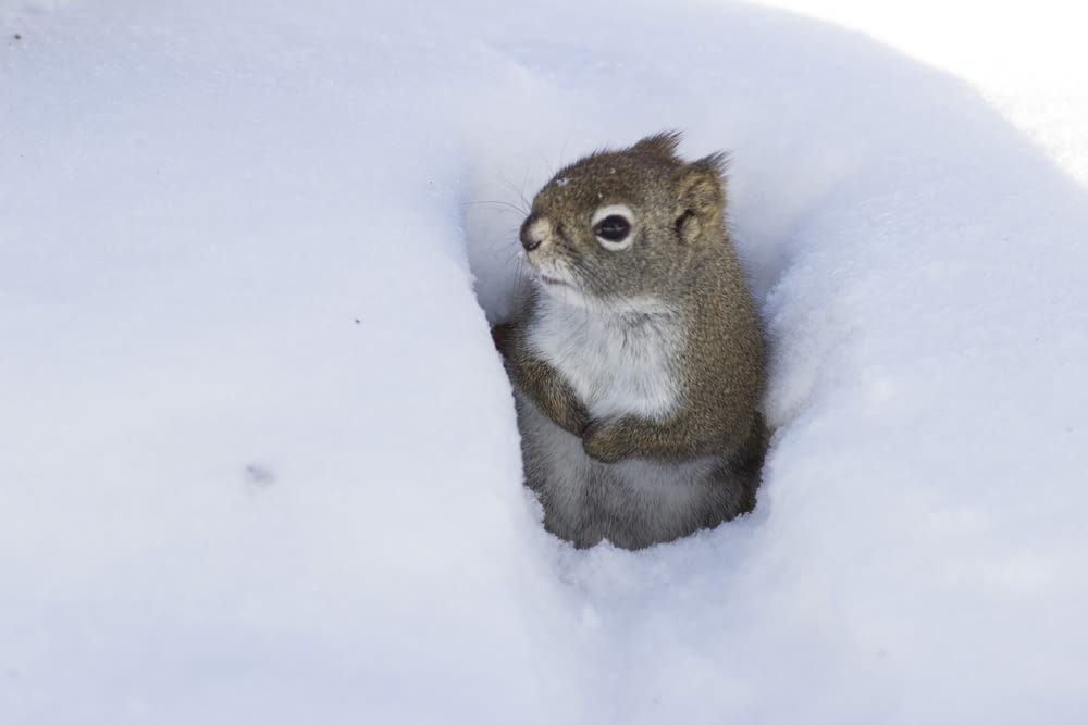 Un piccolo scoiattolo è seduto nella neve