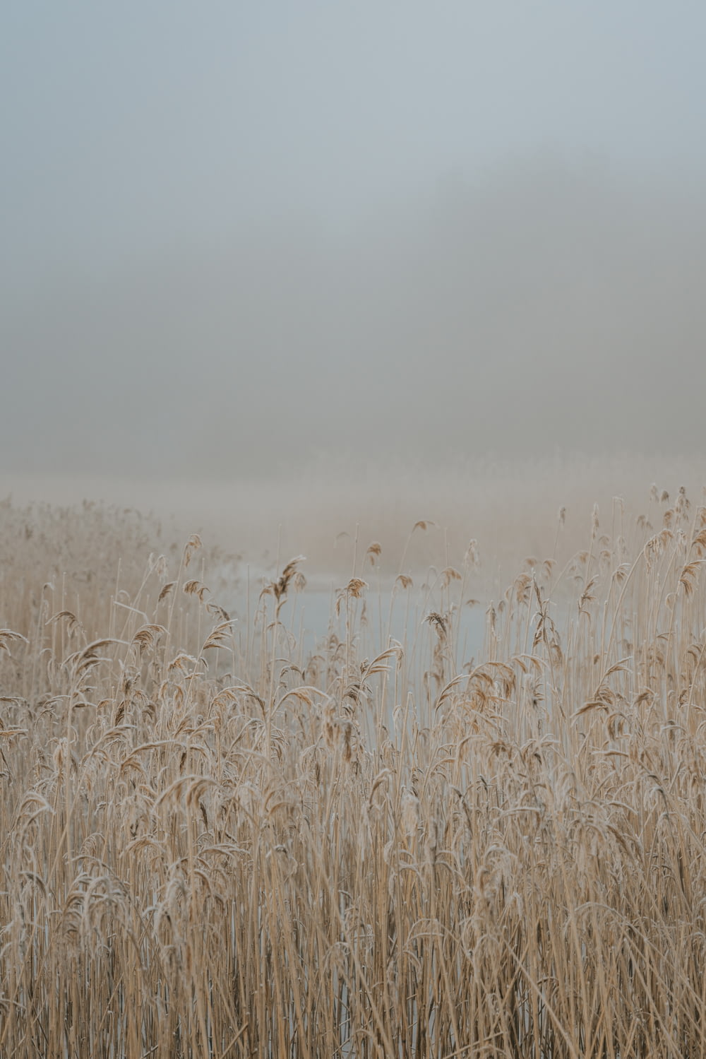 a foggy field with a body of water in the distance