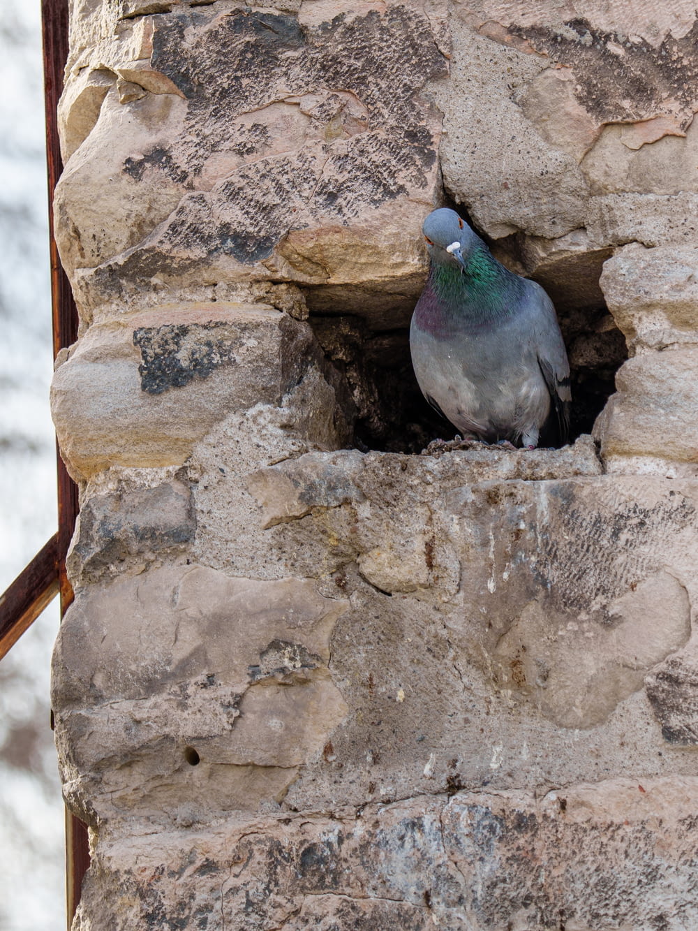 a pigeon sitting in a hole in a stone wall