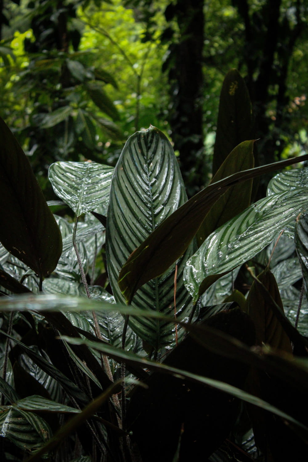 a large leafy plant in the middle of a forest