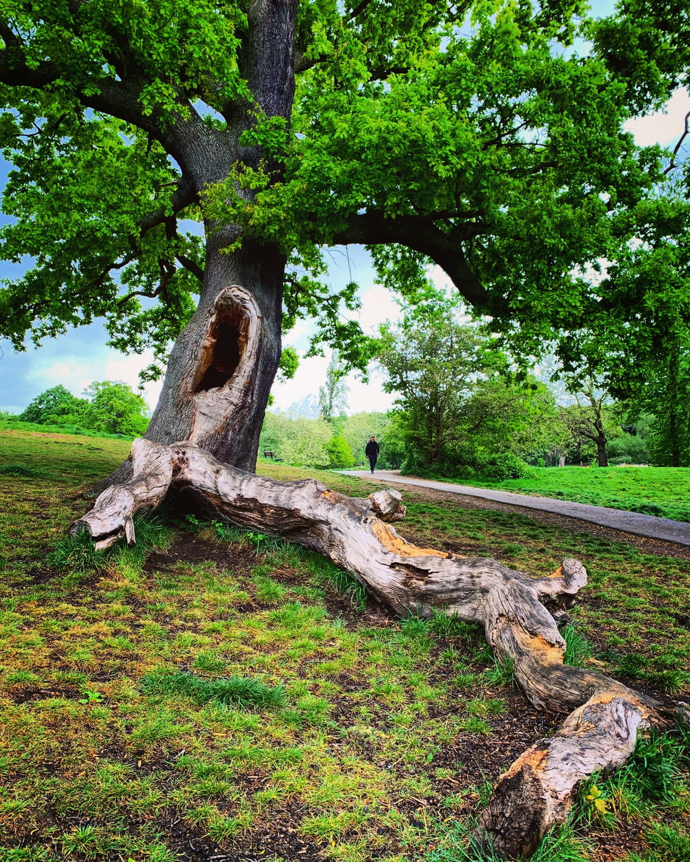 a tree that has fallen down in a field