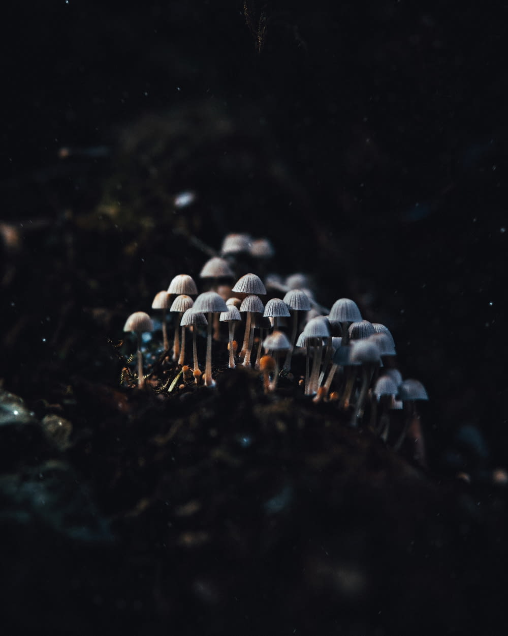 a group of mushrooms growing out of the ground