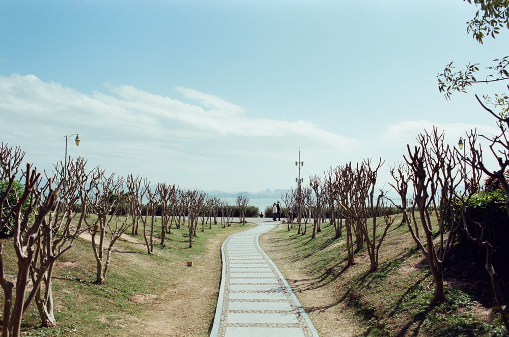a paved path in a field with trees