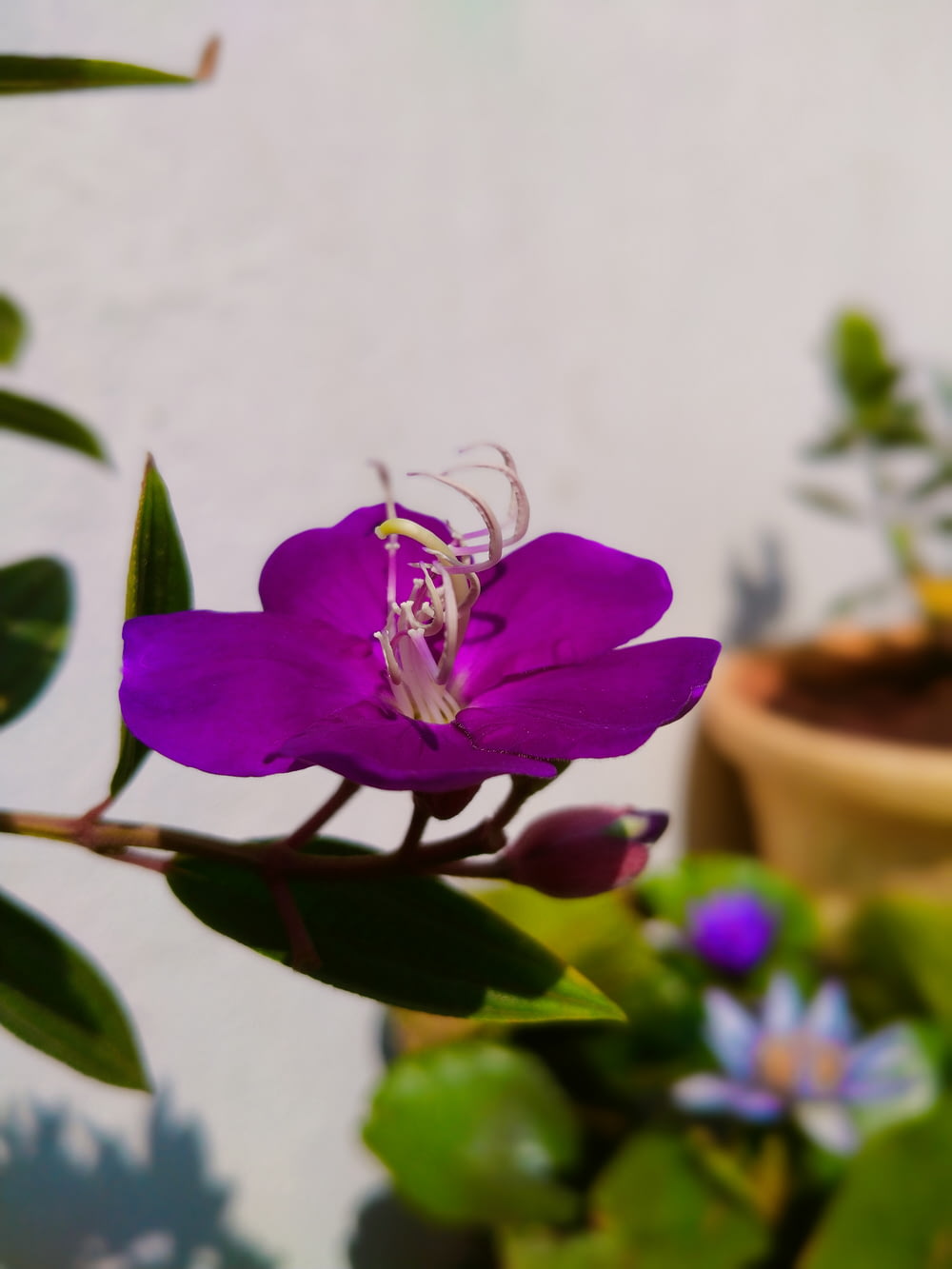 a close up of a purple flower near a potted plant