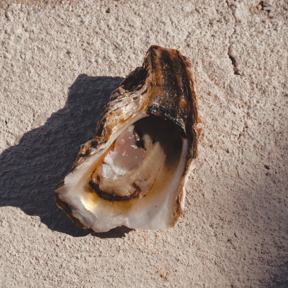 an oyster shell on a sandy beach