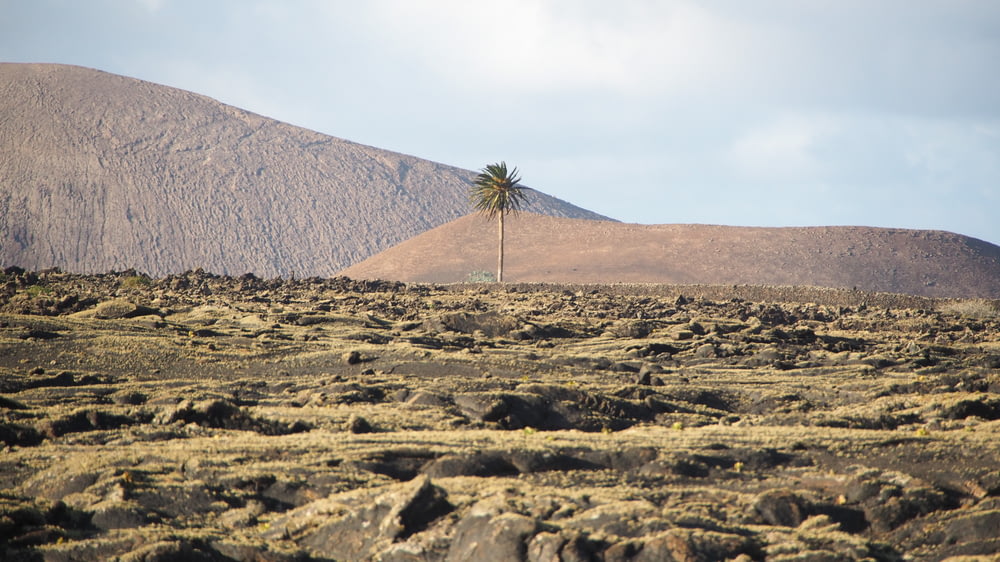 a lone palm tree in a rocky landscape