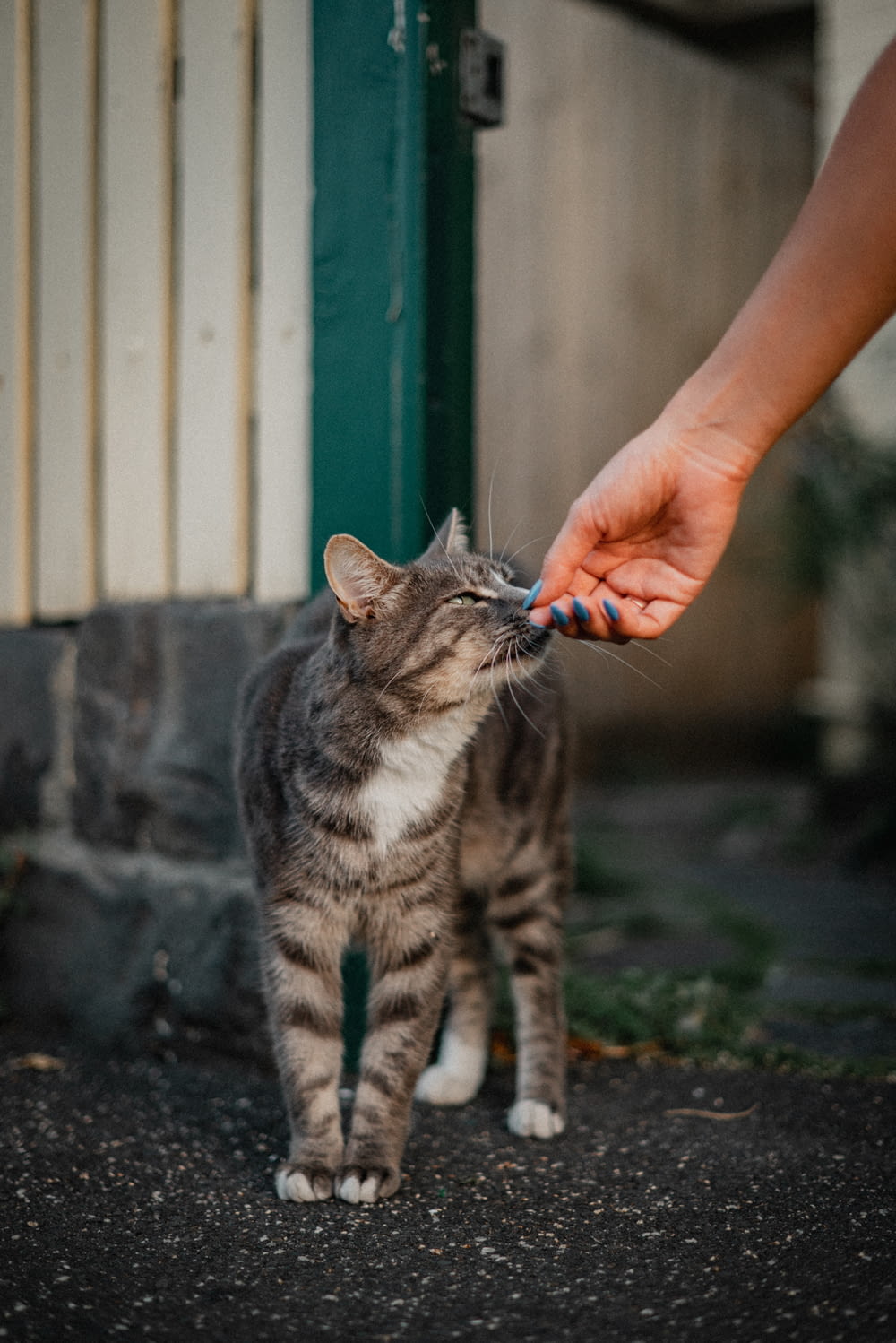 a person feeding a cat with a toothbrush