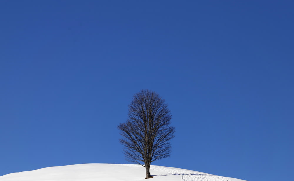 Ein einsamer Baum auf einem schneebedeckten Hügel