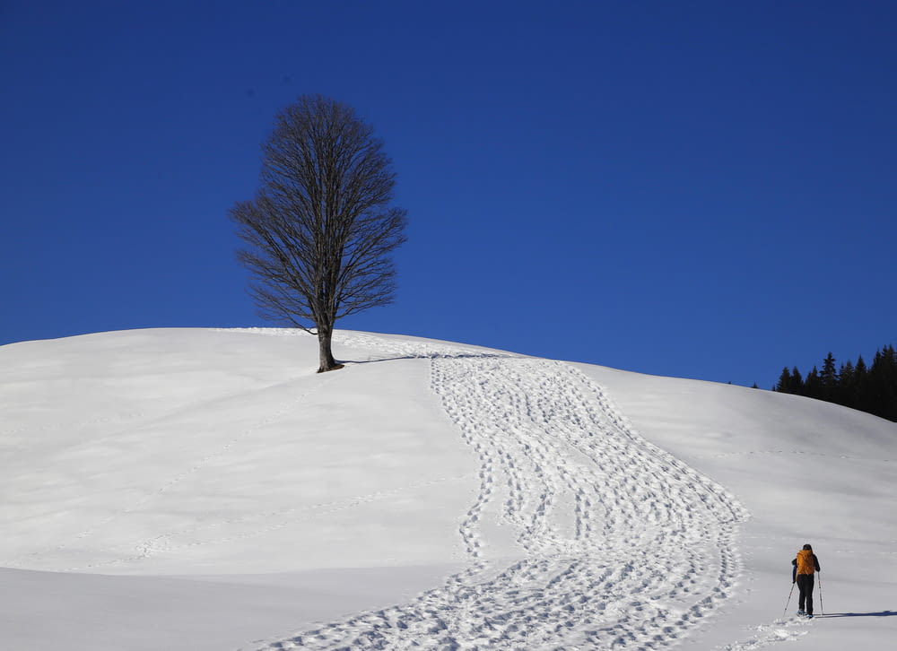 Ein einsamer Baum auf einem verschneiten Hügel mit Spuren im Schnee