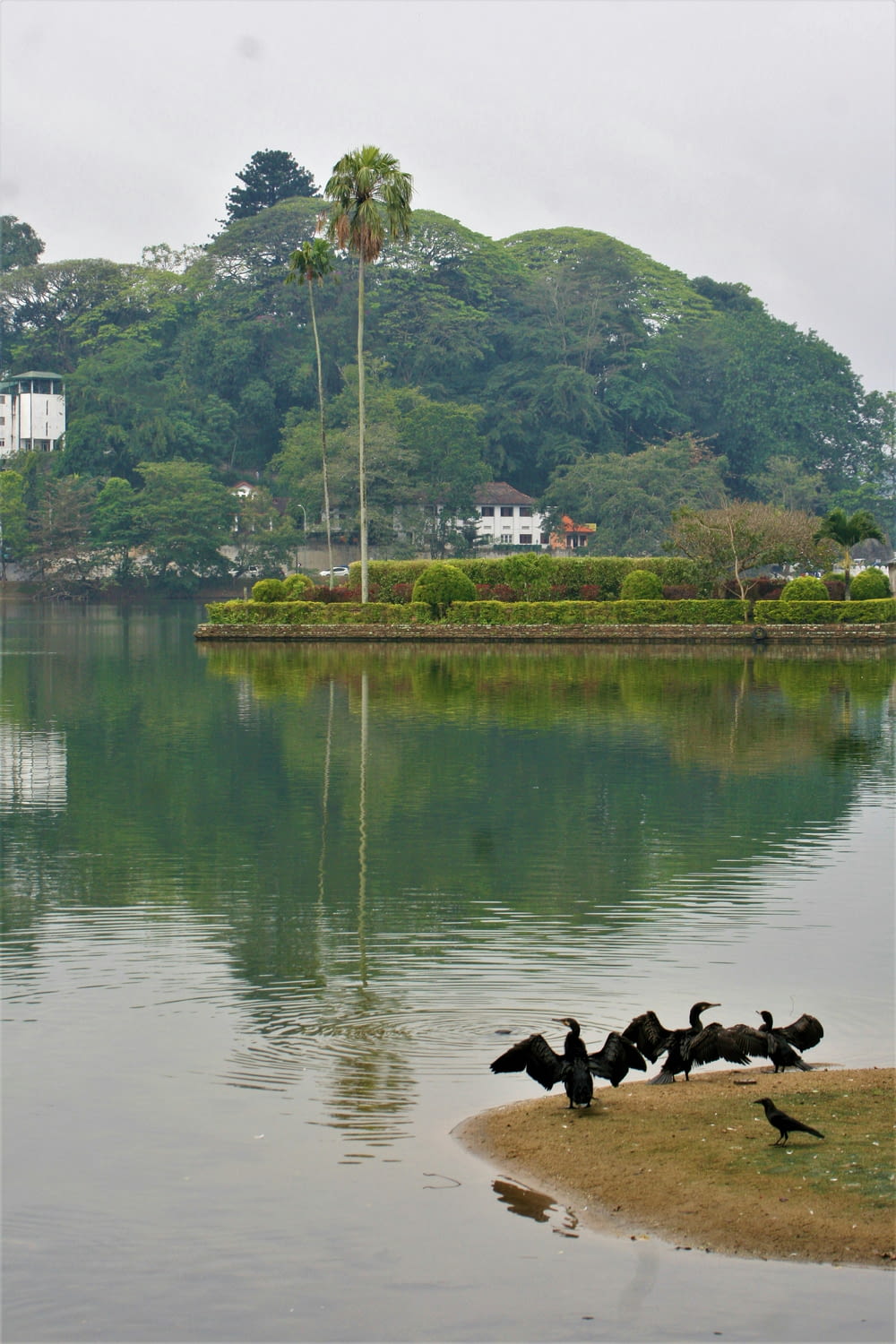 a flock of birds standing on the shore of a lake