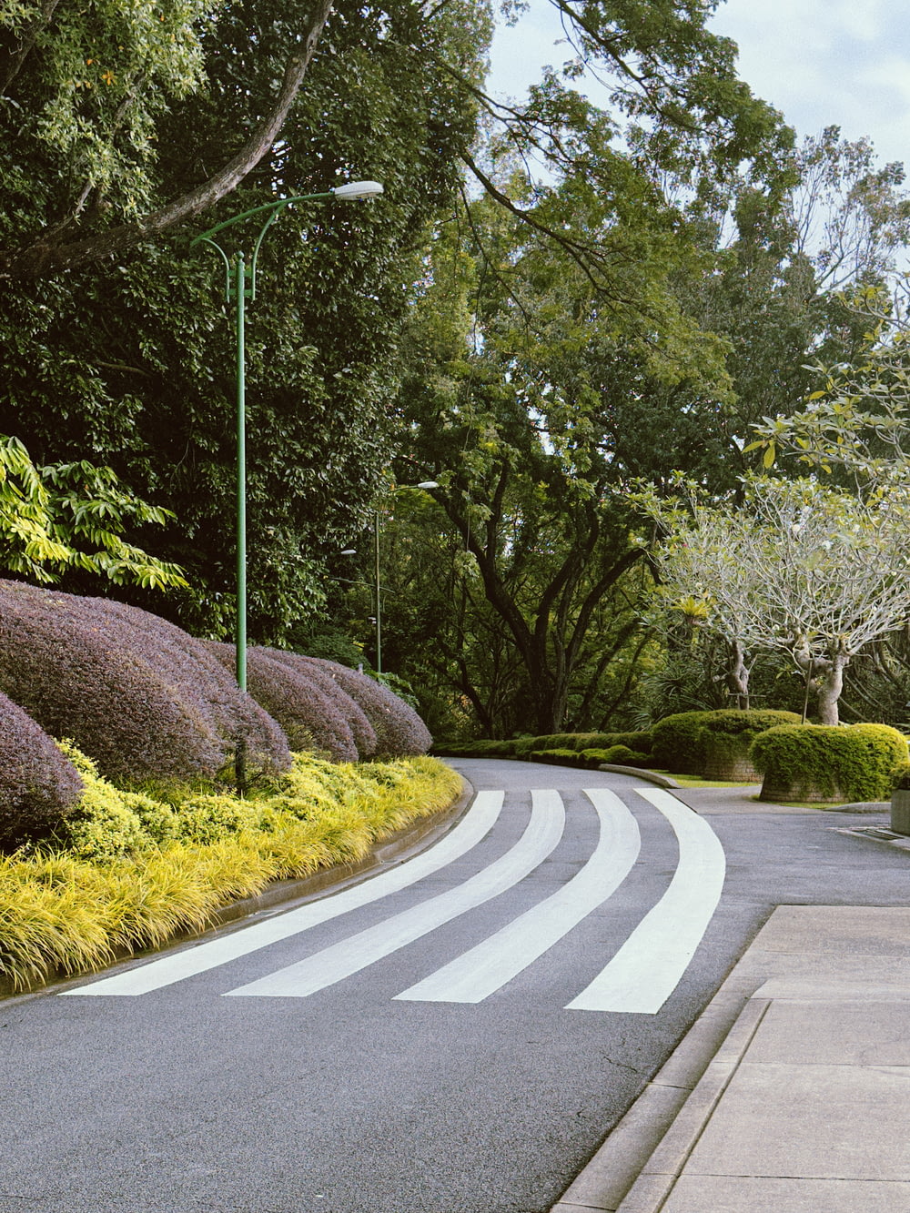 a curved road with trees and bushes on both sides