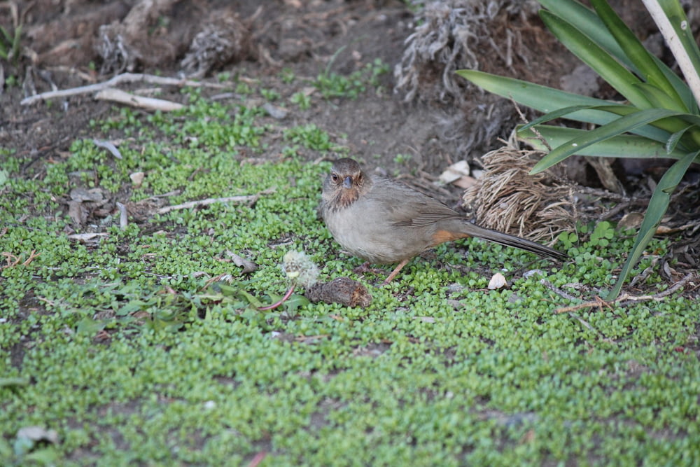 a small bird standing on a patch of green grass