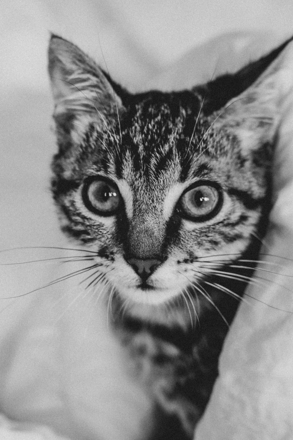 a black and white photo of a kitten