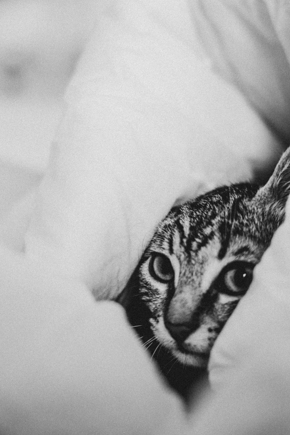 a black and white photo of a cat peeking out of a blanket