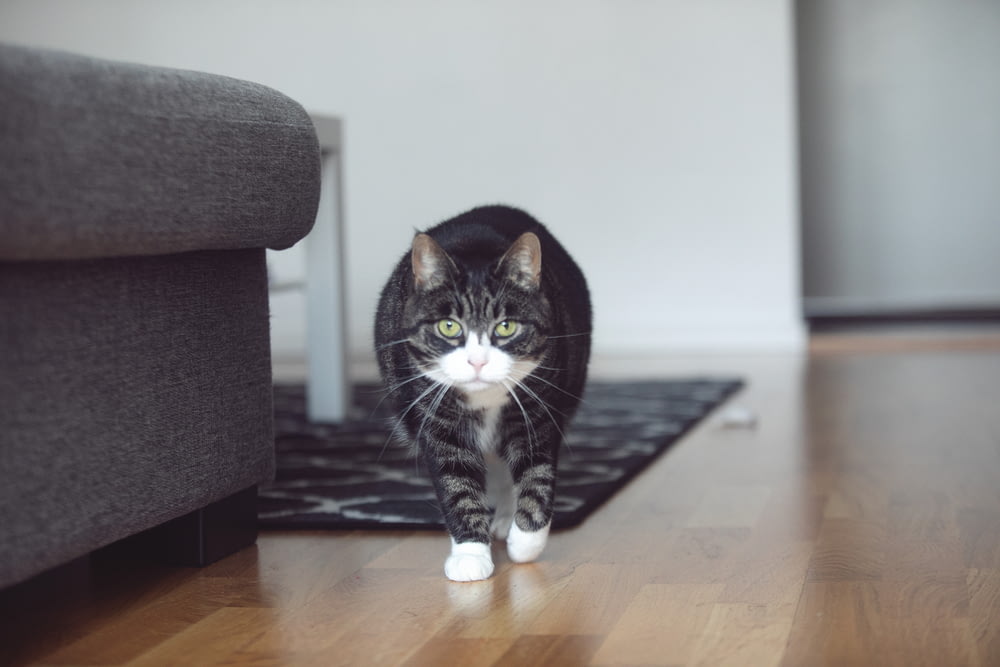 a black and white cat walking across a wooden floor
