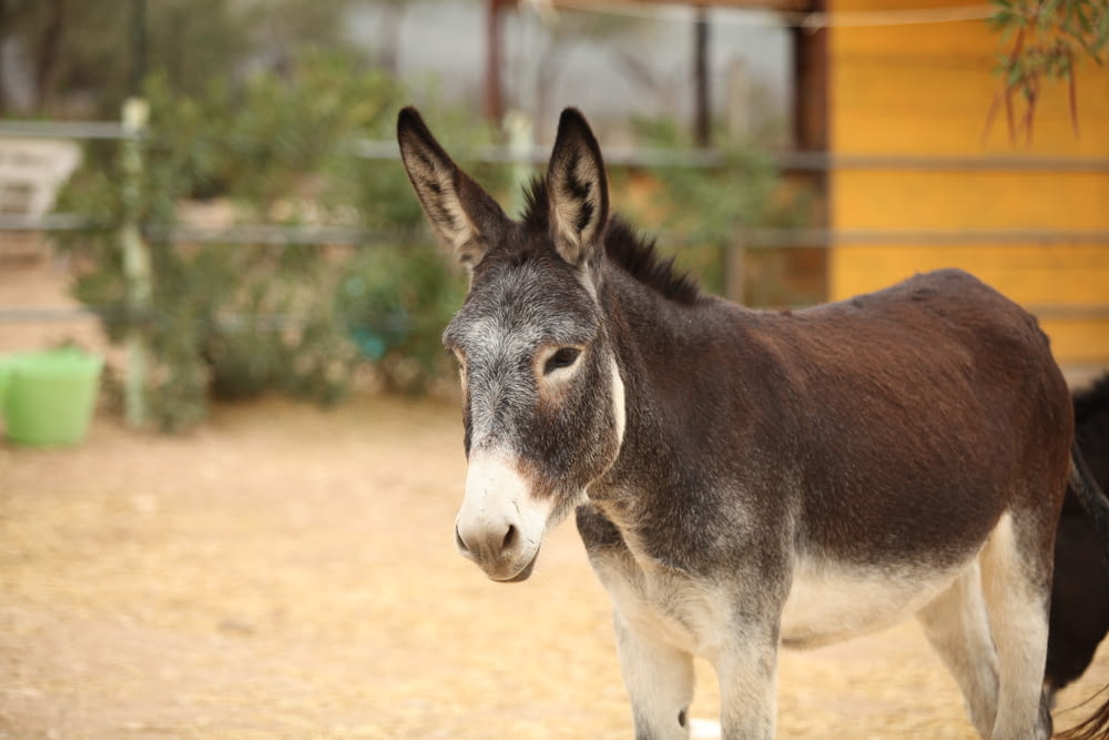 a donkey standing in a dirt area next to a building