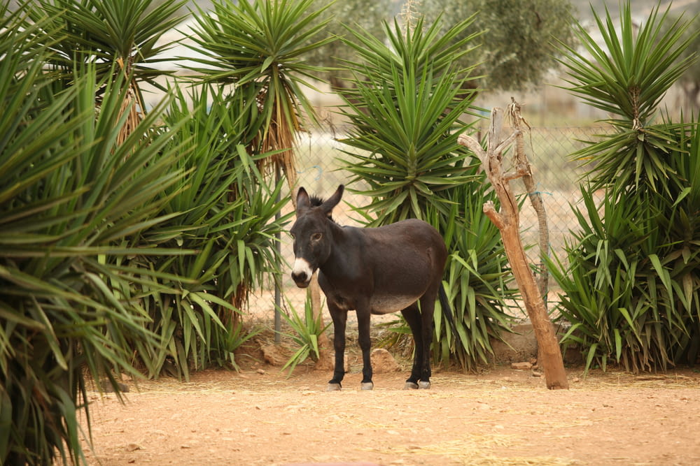 a donkey standing in front of some palm trees