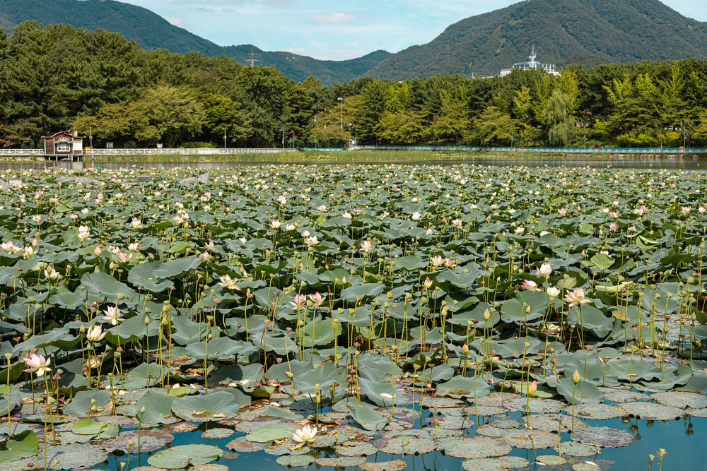 a large pond filled with lots of water lilies