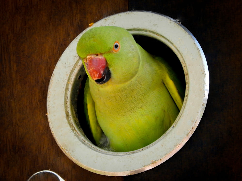 a green bird sitting inside of a metal bowl