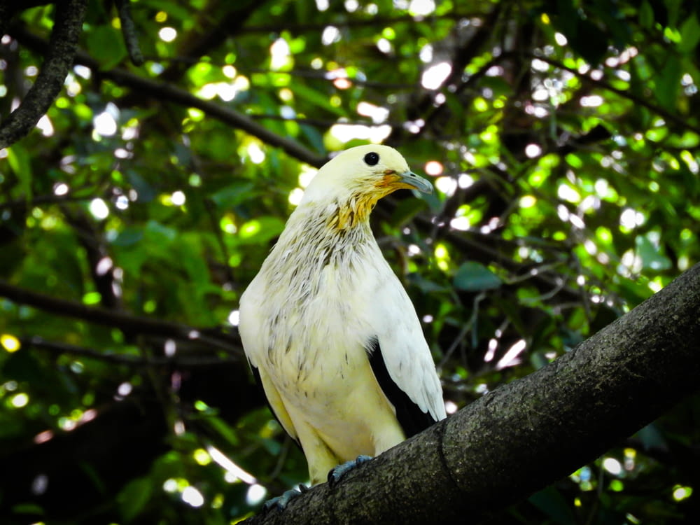 a white and yellow bird perched on a tree branch