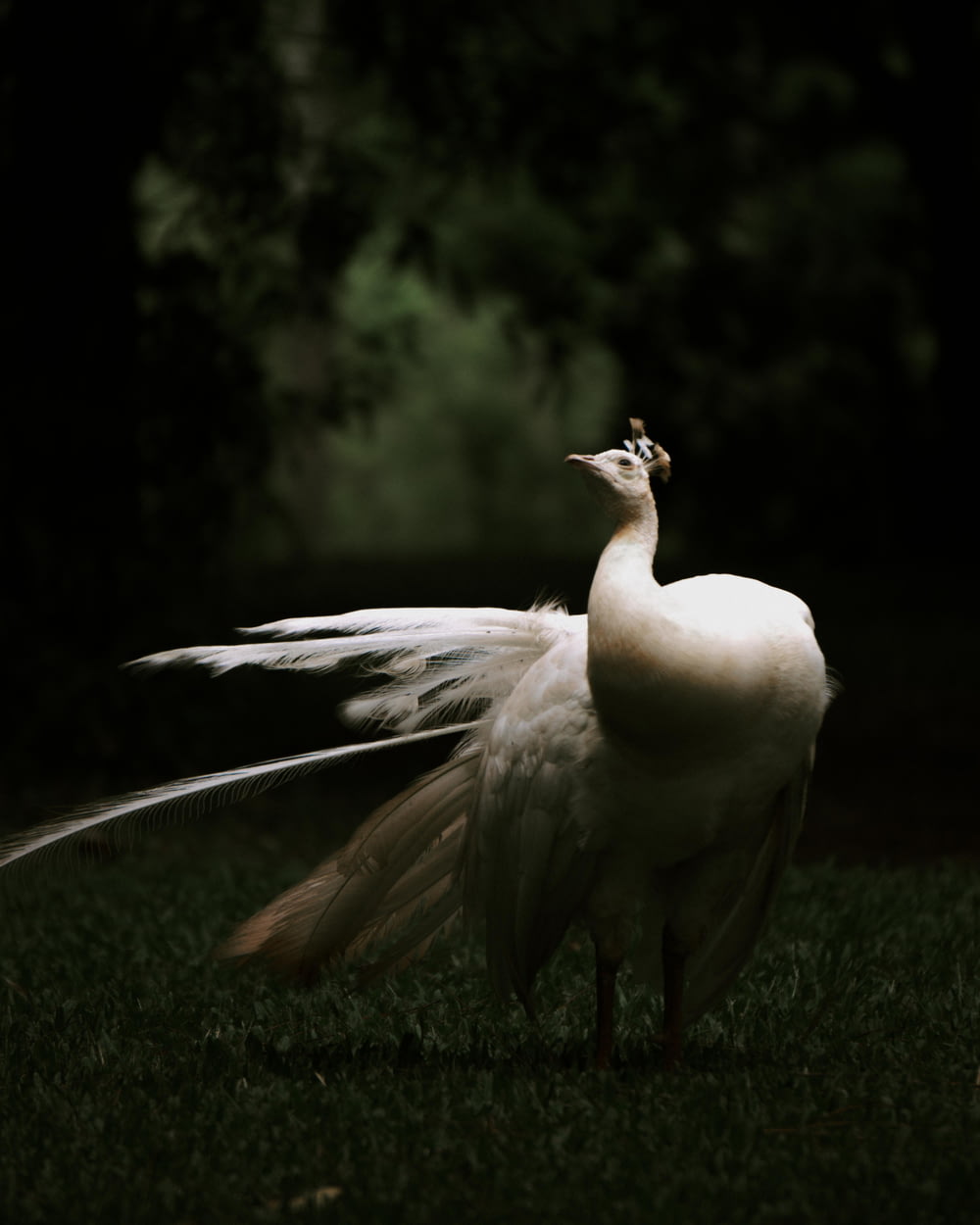 a white peacock standing on top of a lush green field