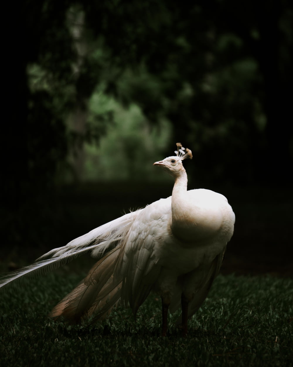 a white peacock standing on top of a lush green field