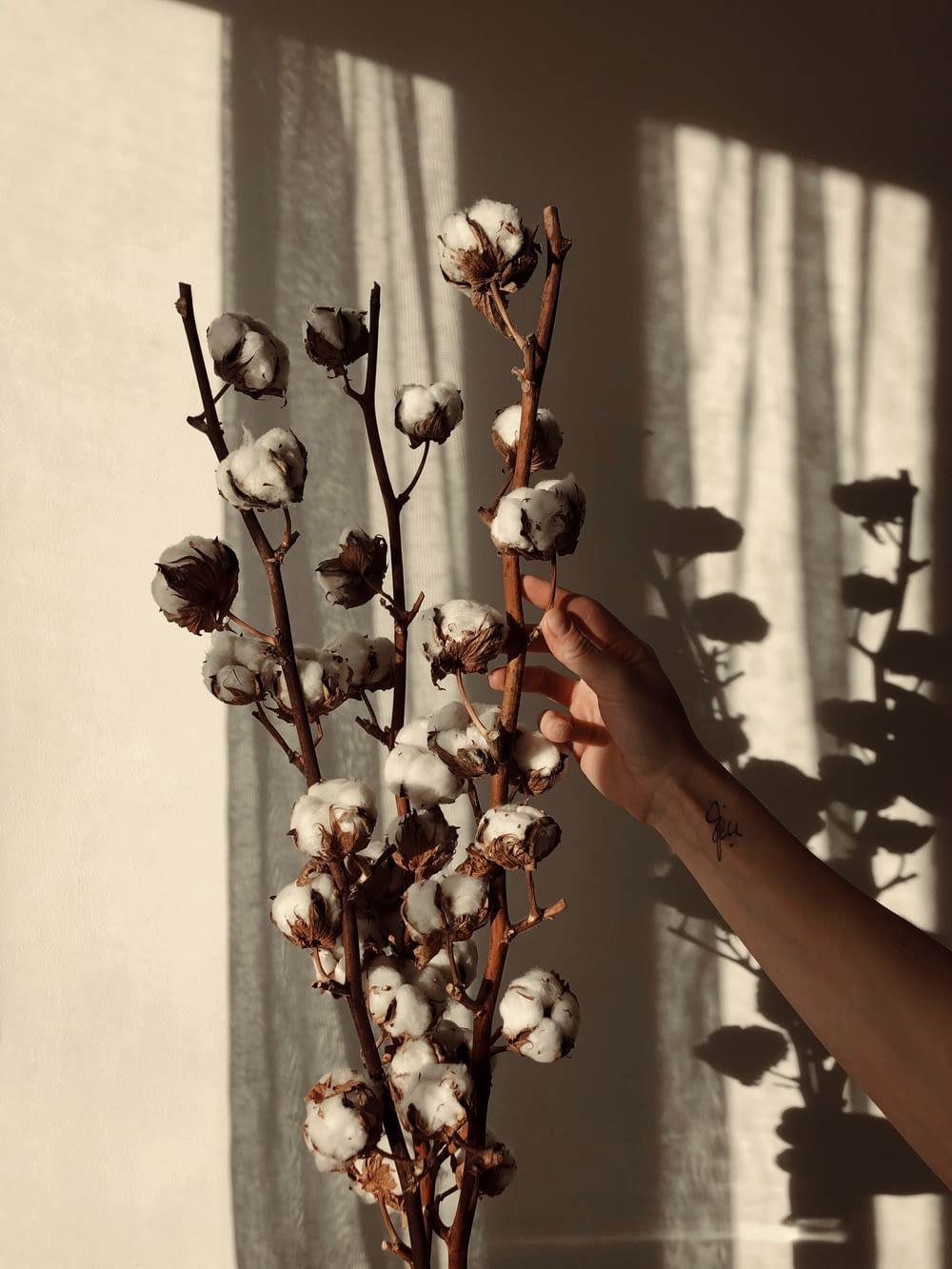 a person holding a branch of cotton in their hand