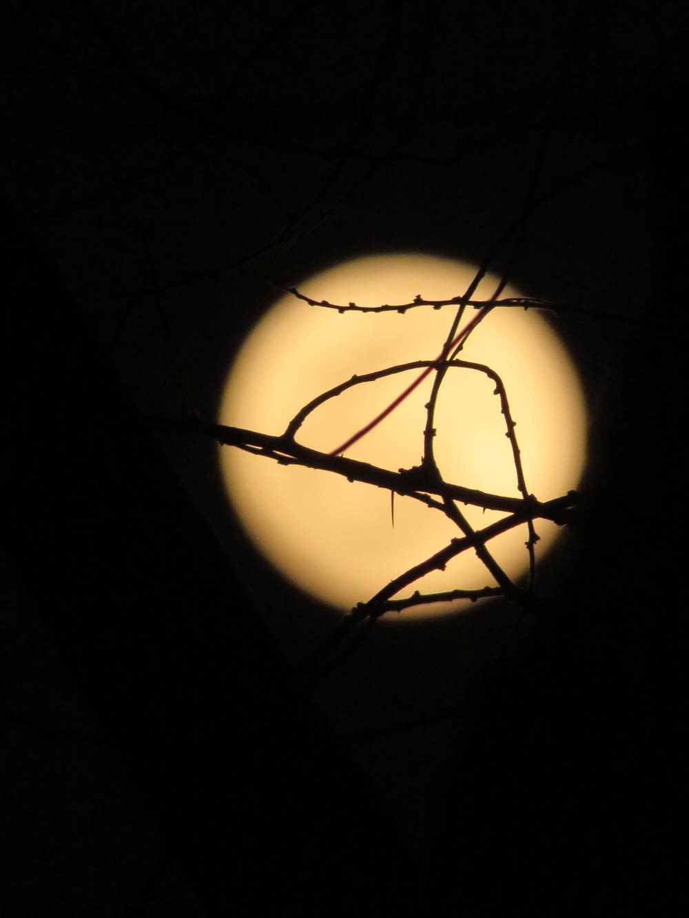 a full moon seen through a tree branch
