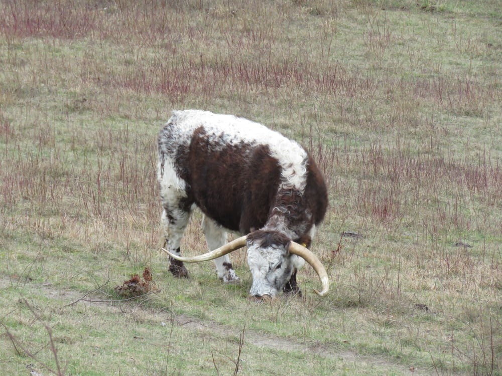 a brown and white cow grazing in a field