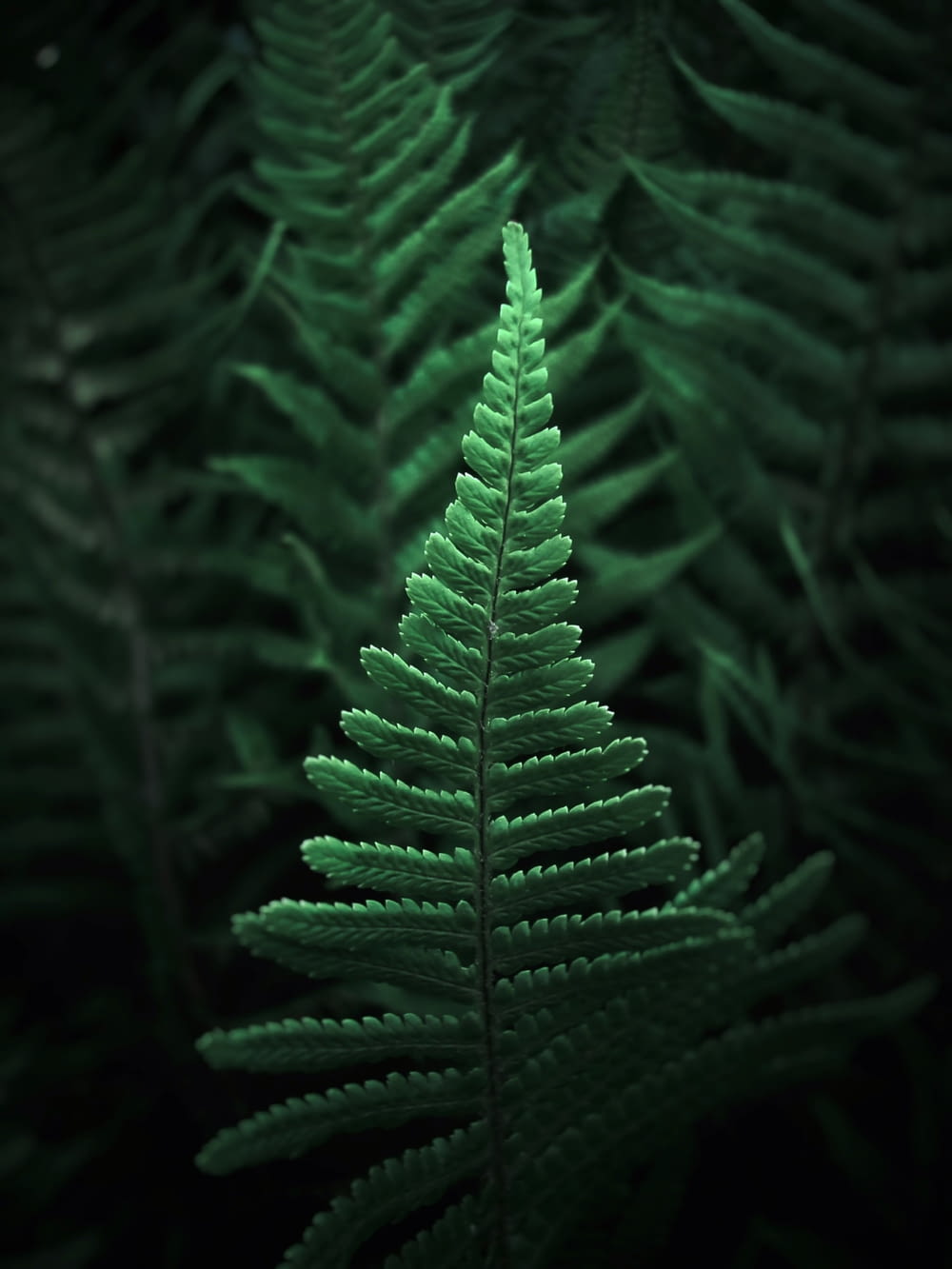 a close up of a green fern leaf