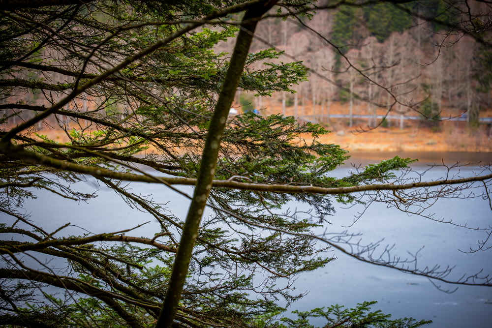 a view of a body of water through some trees