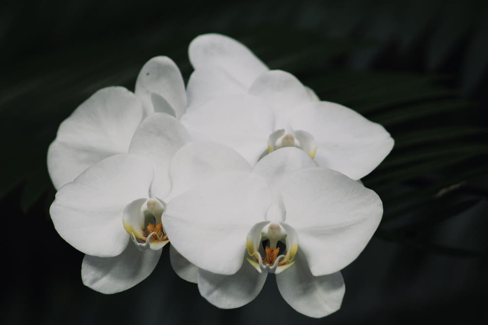 a close up of a white flower with leaves in the background