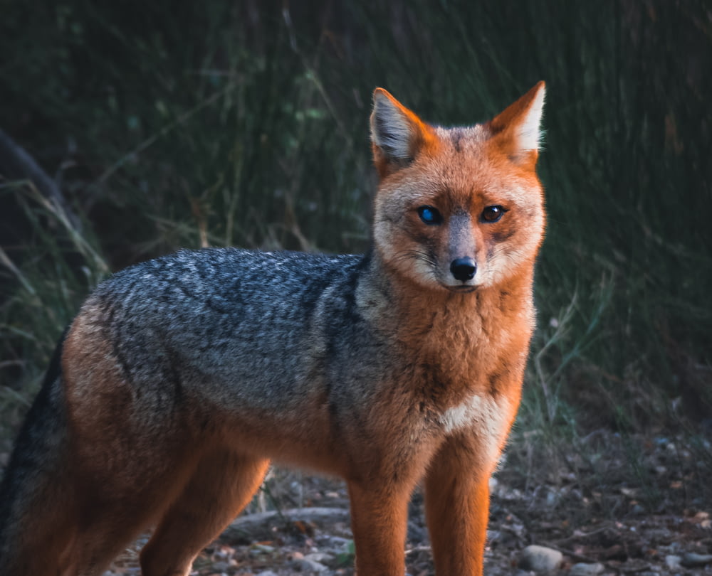 a red fox with blue eyes standing in the woods