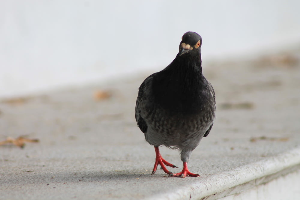 a black and grey bird standing on a sidewalk