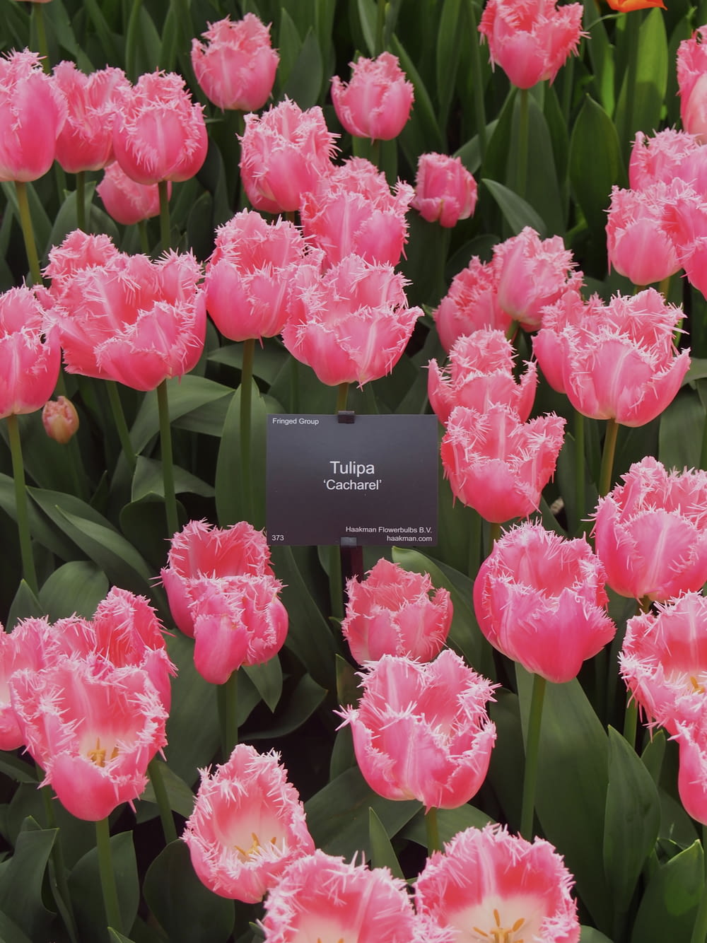 a field of pink tulips with a tag in the middle