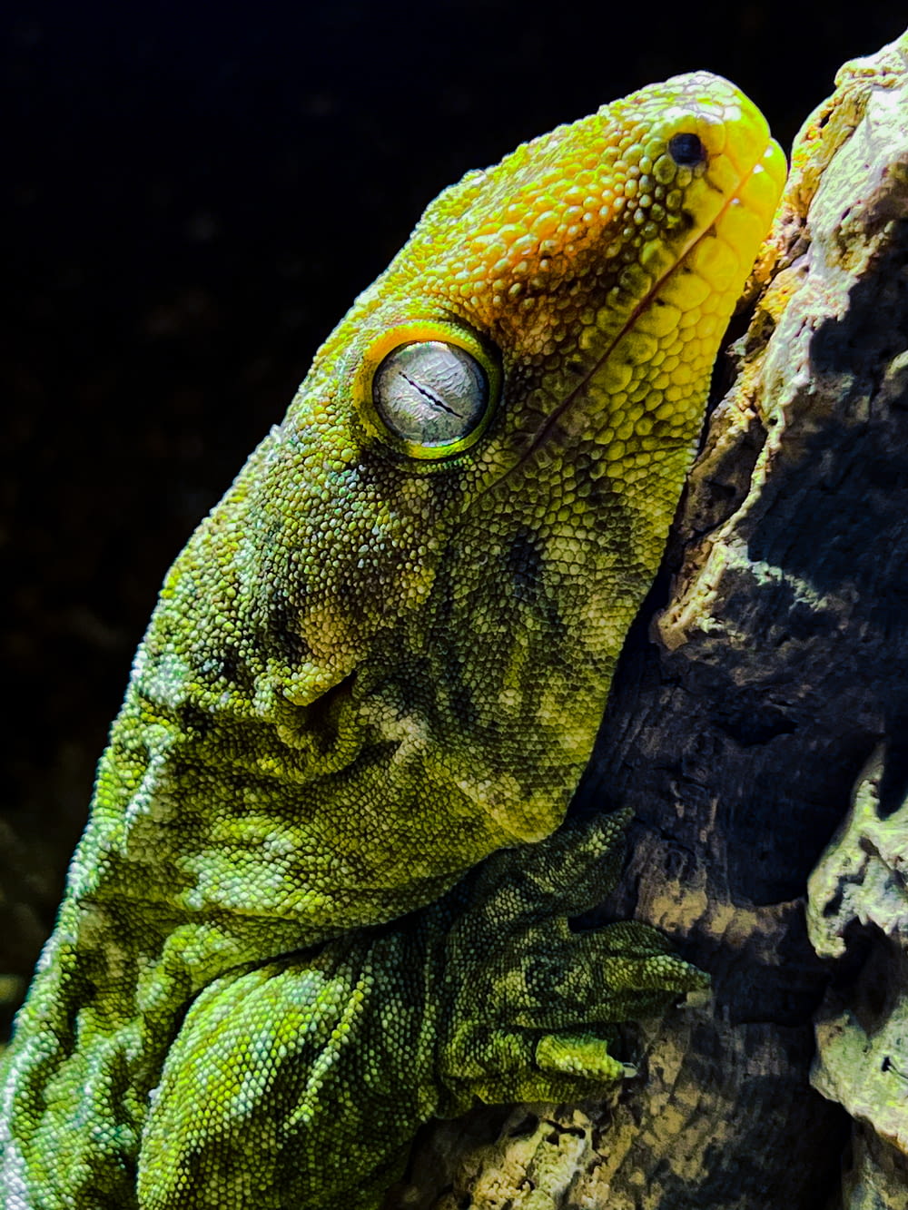 a close up of a lizard on a tree