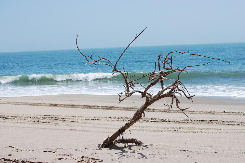 a dead tree sitting on top of a sandy beach