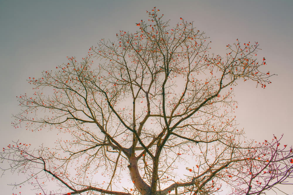 a bare tree with red leaves against a blue sky