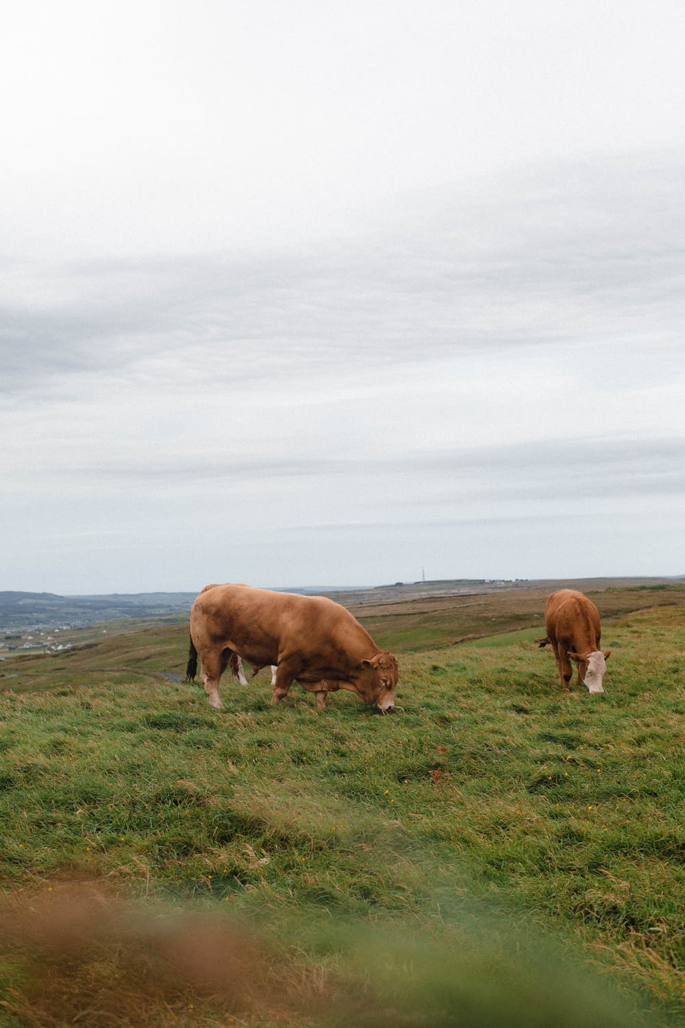 duas vacas pastando em um campo gramado em um dia nublado