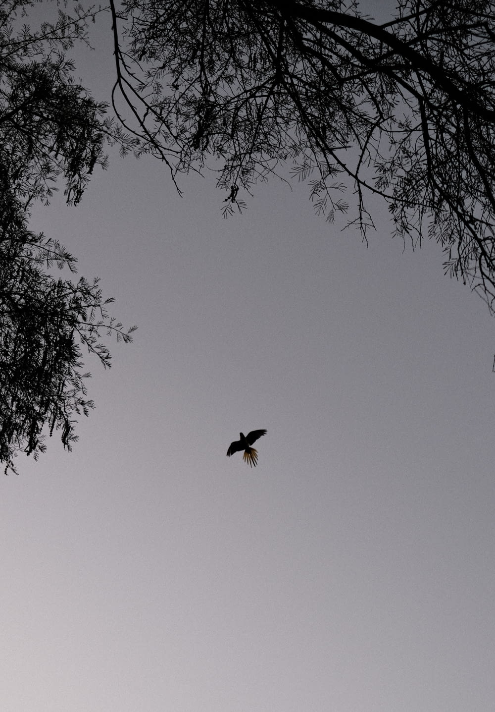 a bird flying in the sky above a tree